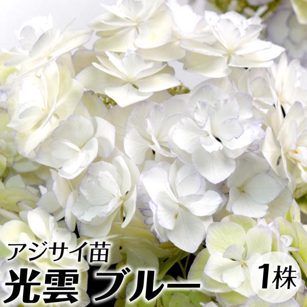 アジサイ 苗 苗木 光雲 ブルー 1株 / ハイドランジア アジサイ苗