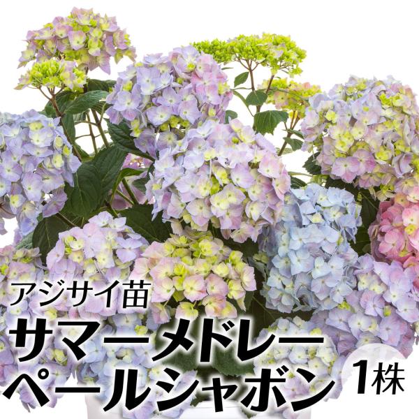 ●商品情報：シャボン玉のように丸く優しい色合いの手まり咲き花が開花する、二季咲きアジサイです。シリーズの中でもコンパクトに育つので、鉢植えでの栽培にもピッタリ!●お届け状態：11cmポット苗●分類：落葉樹●開花期：初夏〜秋●生長後の樹高(約...