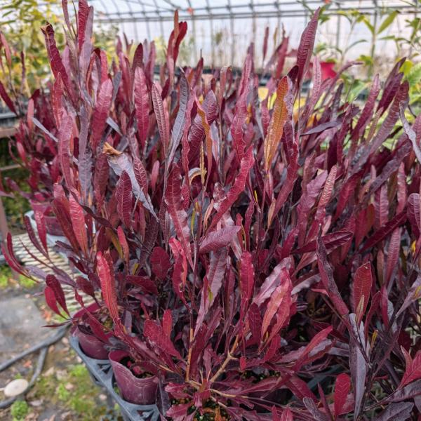 ●商品情報：気温が低くなるとともに濃くなる葉色が美しい。病害虫に強く育てやすい!●お届け状態：挿木2年生13.5cmポット苗（樹高約60cm）●分類：常緑樹●開花期：4〜5月●生長後の樹高(約)：1〜3m●日照：日なた●耐寒性：中●栽培適地...