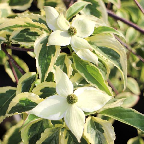 ●商品情報：流れる滝のようにしだれる樹形に覆輪状の斑入り葉が特徴。秋の紅葉も美しい。6月頃に咲く白花は清楚な雰囲気!●お届け状態：接木1年生12cmポット苗●分類：落葉樹●開花期：6月●生長後の樹高(約)：1.5〜2.5m●日照：日なた・半...