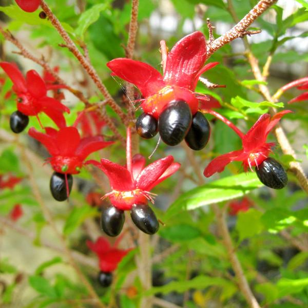 ●商品情報：熟すと実は黒く、ガクは可愛い赤色に。その愛らしい姿からミッキーマウスの木と呼ばれ、人気があります!!●お届け状態：10.5cmポット苗●分類：常緑樹●開花期：5〜10月●生長後の樹高(約)：1〜2m●日照：日なた・半日陰●耐寒性...