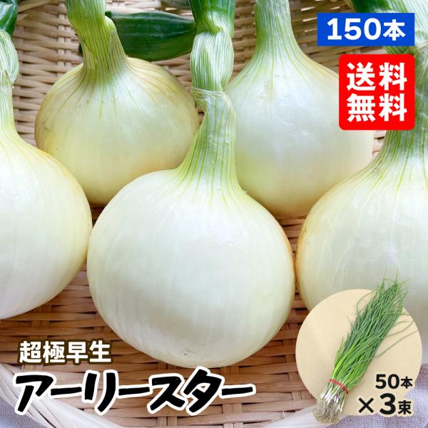 玉ねぎ苗（超極早生） アーリースター 150本 送料無料 早穫り系