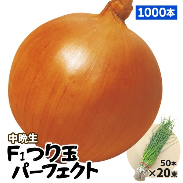 玉ねぎ苗（中晩生）F1つり玉パーフェクト 1000本 貯蔵系 たまねぎ 玉葱