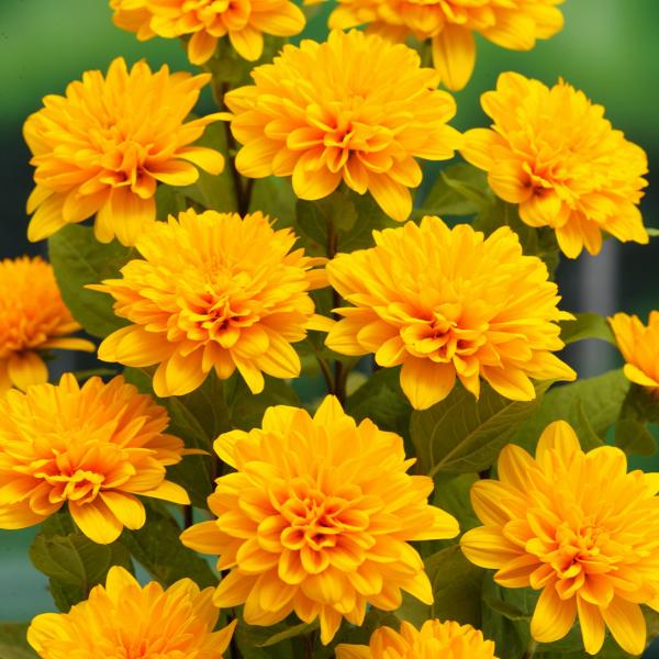 ●商品情報：花の少ない夏季に長期間花を咲かせる強健宿根ひまわり。八重咲で豪華！   ●お届け状態：ポット苗   ●分類：多年草   ●開花期：7〜10月   ●草丈：1〜1.5m   ●日照：日なた   ●耐寒性：強   ●用途：庭・鉢・切花