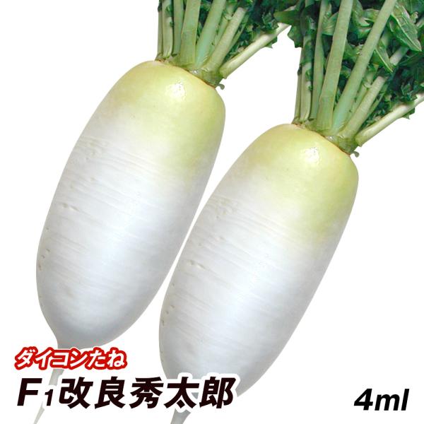 種 野菜たね ダイコン F1改良秀太郎 1袋（4ml） 短形 大根 野菜の種 国