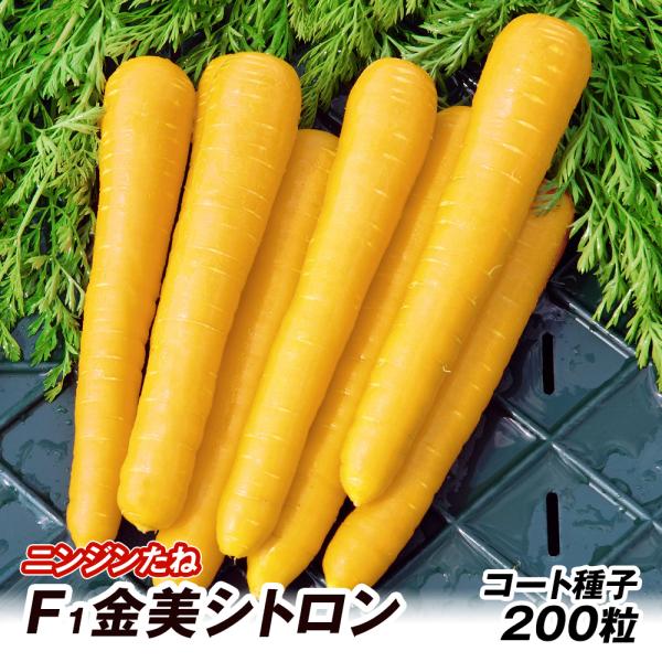 [値下]ニンジン　種　ローラ　１万粒　５袋 kokkaen_2025n-p6-0011