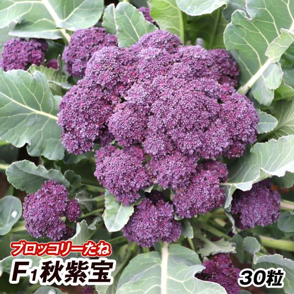 【モリ】ブロッコリーコート種子（グリーン5個、アーリー1個） モリ】ブロッコリーコート種子（グリーン5個、アーリー1個