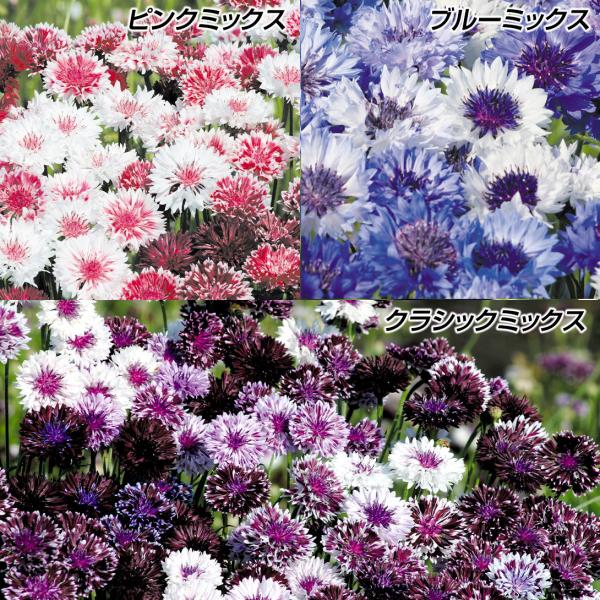 花種 花たね 矢車草セット 3種3袋 : 花と緑 国華園 - 通販 - Yahoo