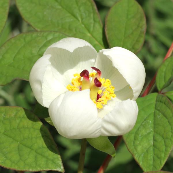 商品情報国内に自生する。花が綺麗なことはもちろん、花後につけるタネも面白い。お届け状態 ポット苗耐寒性強生長後の樹高・草丈50〜80ｃｍ日照日なた・夏は半日陰開花期4〜5月栽培適地鉢
