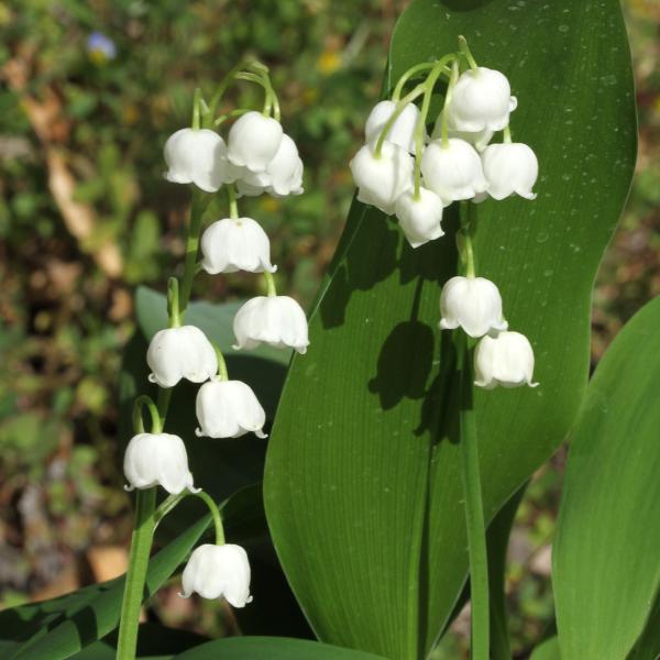 ●商品情報白い小さな釣鐘状の花弁がとっても可愛い!!●お届け状態 9cmポット苗●開花期4〜5月●生長後の樹高・草丈15〜30cm●耐寒性強●日照半日陰●栽培適地庭・鉢