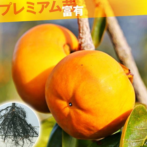 国華園 果樹苗 カキ 完全甘柿 富有 プレミアム苗 1株 : 花と緑 国華園