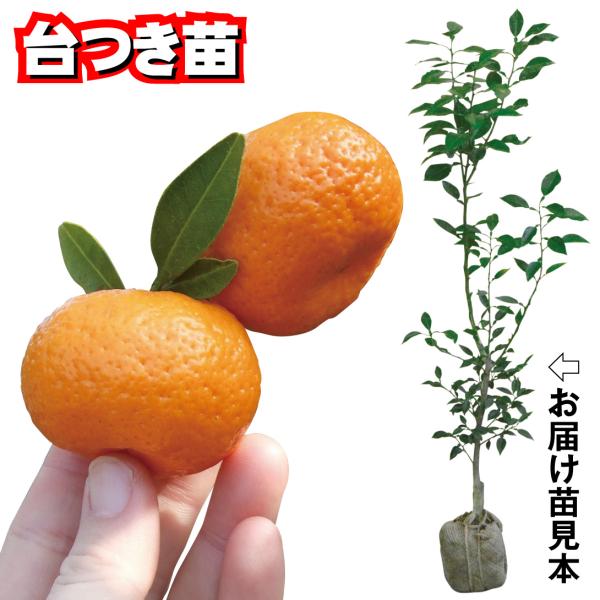 ●商品情報:一口サイズのかわいいみかん。皮が薄くて甘〜く美味しい!  観賞用にも。【台つき苗とは】通常お届けする苗木は、時期になると掘り起こし、根についた土を一旦落とします。しかしこちらの「台つきカンキツ苗」は、土を四角く掘り起こし、そのま...