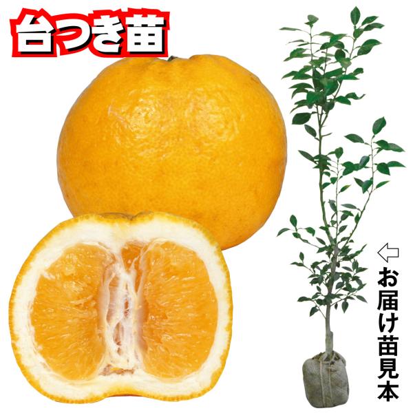 ●商品情報：煩わしいタネが無い、通称「タネなしユズ」! 多汁で料理に使いやすくとっても便利と大評判。【台つき苗とは】通常お届けする苗木は、時期になると掘り起こし、根についた土を落としてからポットにあげてお届けしています。しかしこちらの「台つ...