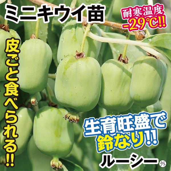 ●商品情報：鮮やかな黄緑色の果実をたくさんつけるミニキウイです。株が若い頃から結実しやすく、2年目から実がなることも!生育旺盛で性質強健。特に耐寒性が強く、成木になれば-29℃まで耐えられるので、寒冷地での栽培にも適しています。果長約4cm...