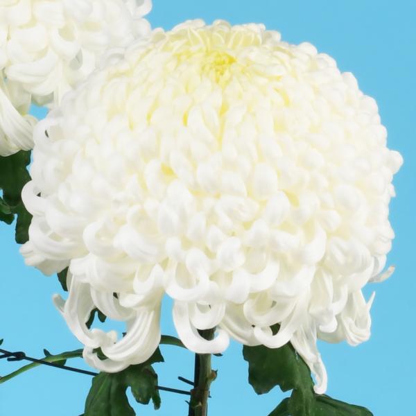 国華園 菊苗 大菊 国華萬進 1芽