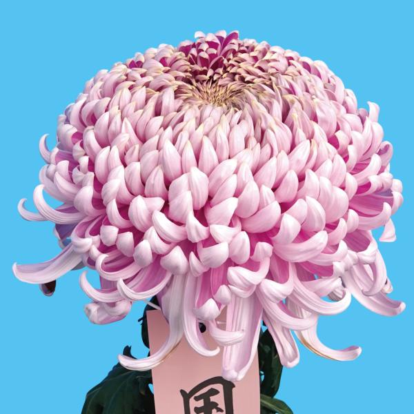 国華園 菊苗 大菊 国華五星（農林水産省品種登録出願予定) 1芽