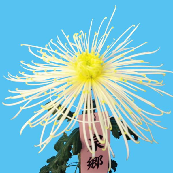 国華園 菊苗 大菊 泉郷白雨（農林水産省品種登録出願予定) 1芽
