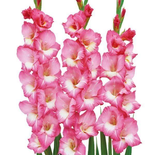 ●学名・英名：Gladiolus●商品情報：美しい2色咲のグラジオラス。グラジオラスは植え付け後約3か月で開花します。植え付けのタイミングをずらすことで長い期間お花を楽しめます。アヤメ科。●お届け状態：球根●開花期(約)：7〜10月(植え付...