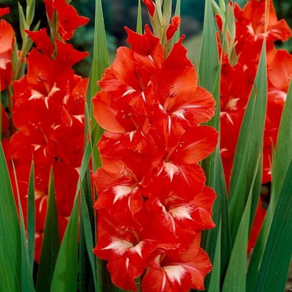 ●学名・英名：Gladiolus Traderhorn●商品情報：夏空によく映える真っ赤なグラジオラス。グラジオラスは植え付け後約3か月で開花します。植え付けのタイミングをずらすことで長い期間お花を楽しめます。アヤメ科。●お届け状態：球根(...