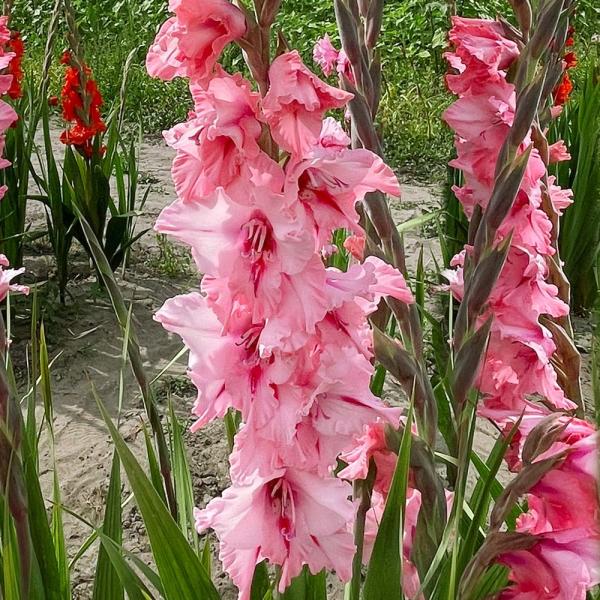 ●学名・英名：Gladiolus Cilesta●商品情報：万人に愛される桃花。グラジオラスは植え付け後約3か月で開花します。植え付けのタイミングをずらすことで長い期間お花を楽しめます。アヤメ科。●お届け状態：球根(球周約8cm)●開花期(...
