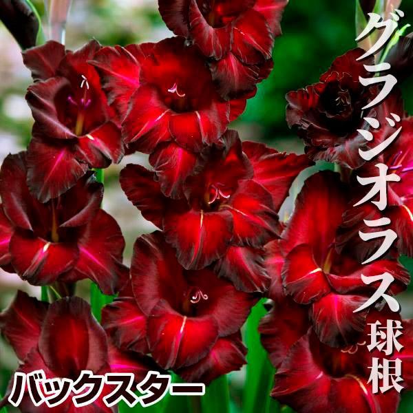 ●学名・英名：Gladiolus Back Star●商品情報：妖艶な真紅の花色が魅力的なグラジオラス。グラジオラスは植え付け後約3か月で開花します。植え付けのタイミングをずらすことで長い期間お花を楽しめます。アヤメ科。●お届け状態：球根(...