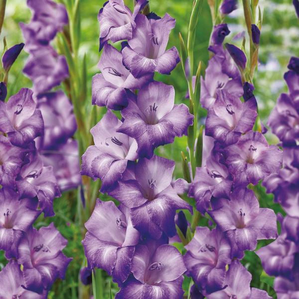 ●学名・英名：Gladiolus Mojito●商品情報：柔らかい藤紫色花。グラジオラスは植え付け後約3か月で開花します。植え付けのタイミングをずらすことで長い期間お花を楽しめます。アヤメ科。●お届け状態：球根(球周約8cm)●開花期(約)...