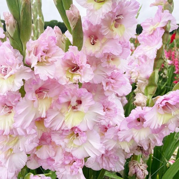 ●学名・英名：Gladiolus Magenta Princess●商品情報：パステルカラーと花弁のフリルがとっても華やか。グラジオラスは植え付け後約3か月で開花します。植え付けのタイミングをずらすことで長い期間お花を楽しめます。アヤメ科。...