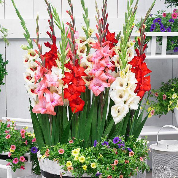 ●学名・英名：Gladiolus●商品情報：草丈低く鉢植えに最適なグラジオラスの福袋。グラジオラスは植え付け後約3か月で開花します。植え付けのタイミングをずらすことで長い期間お花を楽しめます。アヤメ科。●お届け状態：球根(球周約8cm)●開...