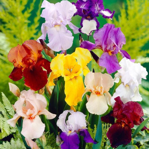 ●学名・英名：Iris (Tall Bearded)●商品情報：1株あたり497.5円で手に入る、超破格値のジャーマンアイリス!! 品種はおまかせでのお届けです。この機会をお見逃しなく!! ※品種名・花色の記載はありません。虹の花(レインボ...