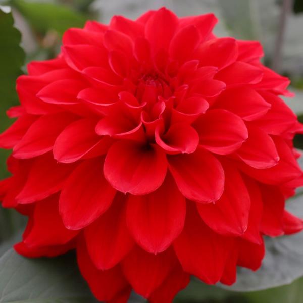 ●学名・英名：Dahlia●商品情報：赤花のフォーマルデコラ咲きダリア。中大輪:花径21cm前後。秋田国際ダリア園の高品質な球根でお届けします。「アルマルビー」は秋田国際ダリア園の園長鷲澤氏(国内に流通している品種の約7割もの生みの親)が作...