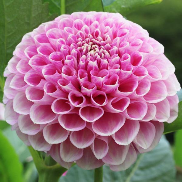 ●学名・英名：Dahlia●商品情報：生育旺盛で次々開花するボール咲ダリア。気候が涼しくなるにつれピンクが濃くなります。小輪:花径10cm前後。秋田国際ダリア園の高品質な球根でお届けします。ダリアは桜が咲くころが植え付けの適期です。上手に管...