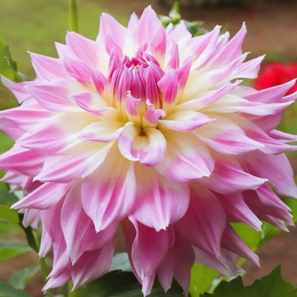 ●学名・英名：Dahlia●商品情報：愛らしい2色咲の大輪ダリア。大輪:花径24cm前後。秋田国際ダリア園の高品質な球根でお届けします。「天映」は秋田国際ダリア園の園長鷲澤氏(国内に流通している品種の約7割もの生みの親)が作出。ダリアは桜が...