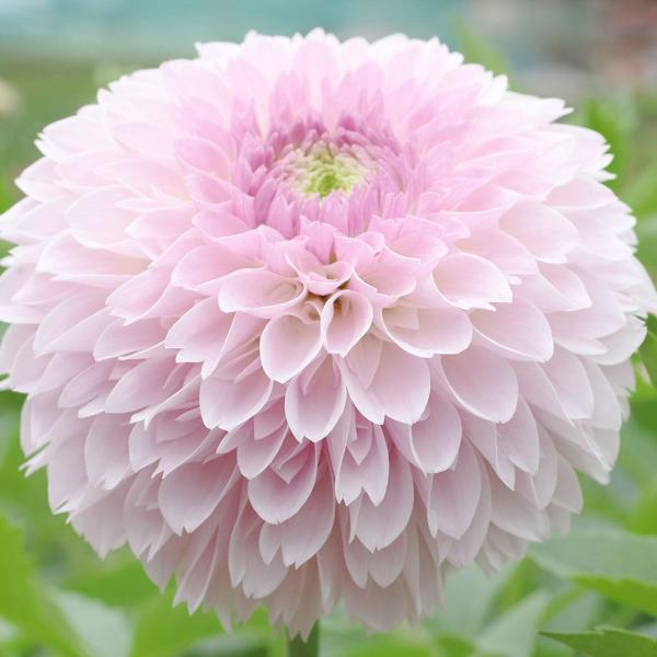 ●学名・英名：Dahlia●商品情報：ボール咲では大きな花を咲かせます。中小輪:花径13cm前後。秋田国際ダリア園の高品質な球根でお届けします。「詩織」は秋田国際ダリア園の園長鷲澤氏(国内に流通している品種の約7割もの生みの親)が作出。ダリ...