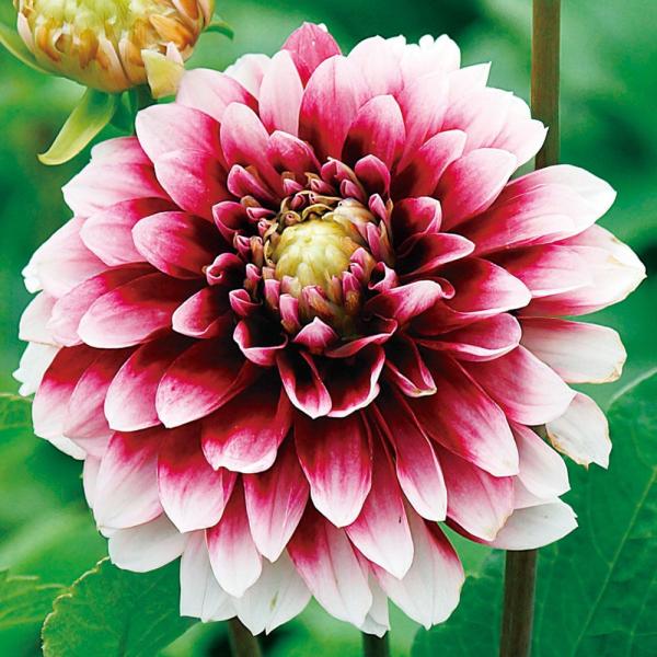 ●学名・英名：Dahlia●商品情報：華やかな2色咲きのお買得ダリア。ダリアは桜が咲くころが植え付けの適期です。上手に管理すると6-7月と9-11月の年2回、花を楽しめます。キク科※色の出方は花によって異なり、単色花が咲く場合もあります。●...