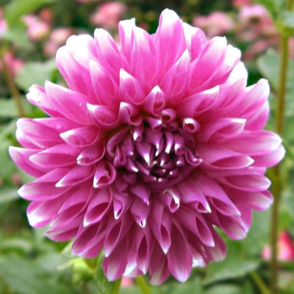 ●学名・英名：Dahlia●商品情報：華やかな2色咲きのお買得ダリア。ダリアは桜が咲くころが植え付けの適期です。上手に管理すると6-7月と9-11月の年2回、花を楽しめます。キク科※色の出方は花によって異なり、単色花が咲く場合もあります。●...