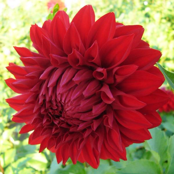 ●学名・英名：Dahlia●商品情報：花径24cm前後の大輪ダリア。ダリアは桜が咲くころが植え付けの適期です。上手に管理すると6-7月と9-11月の年2回、花を楽しめます。キク科●お届け状態：球根●草丈(約)：70-150cm●開花期(約)...