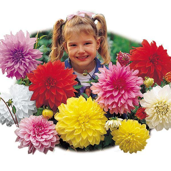 ●学名・英名：Dahlia●商品情報：切花に向く大輪ダリア(花径約24cm前後)の花色おまかせミックス。ダリアは桜が咲くころが植え付けの適期です。上手に管理すると6-7月と9-11月の年2回、花を楽しめます。キク科●お届け状態：球根●開花期...