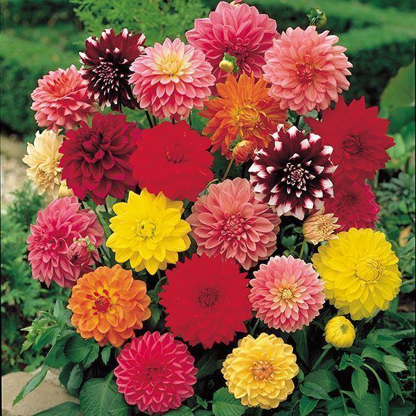 ●学名・英名：Dahlia●商品情報：切花に向く中輪ダリア(花径約17cm前後)の花色おまかせミックス。ダリアは桜が咲くころが植え付けの適期です。上手に管理すると6-7月と9-11月の年2回、花を楽しめます。キク科●お届け状態：球根●開花期...