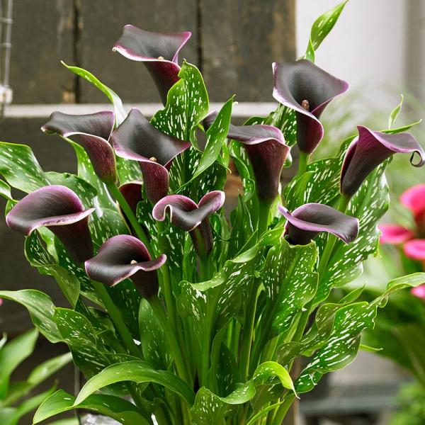 ●学名・英名：Zantedeschia Dubai Night●商品情報：すらりとした花形で、切花でも人気が高いカラー。濃紫花の縁に白が入るシックカラー。サトイモ科。主に南アフリカが原産。●お届け状態：球根(球周約14cm)●開花期(約)：...