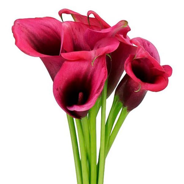 ●学名・英名：Zantedeschia Dior●商品情報：すらりとした花形で、切花でも人気が高いカラー。エレガントな濃紫色の花。サトイモ科。主に南アフリカが原産。●お届け状態：球根(球周約14cm)●開花期(約)：6月●草丈(約)：30-...