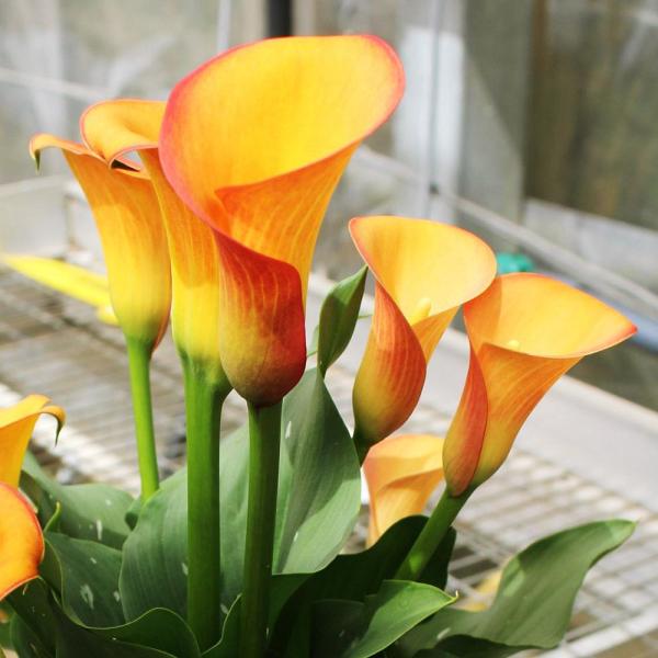 ●学名・英名：Zantedeschia Tropicana●商品情報：すらりとした花形で、切花でも人気が高いカラー。黄色にオレンジの縁が入る陽気な花。サトイモ科。主に南アフリカが原産。●お届け状態：球根(球周約14cm)●開花期(約)：6月...