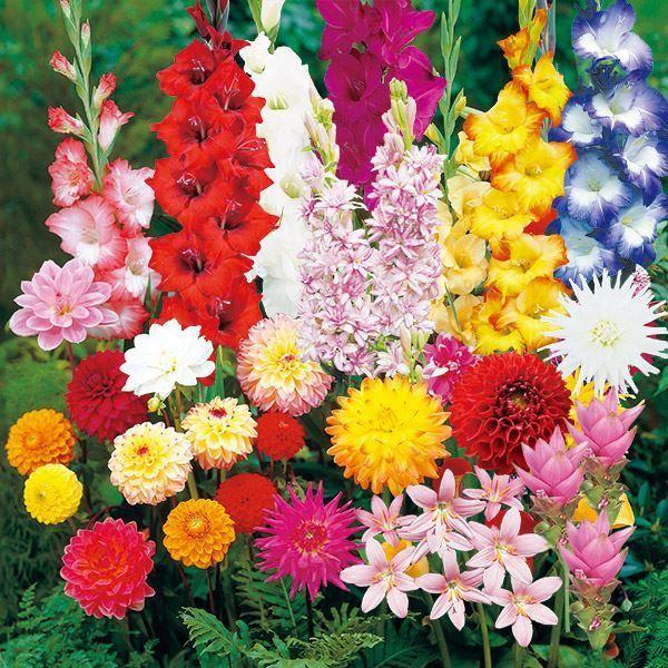 セット内容グラジオラス 3種30球(品種見計らい・名称付き)ダリア 2球(無選別)クルクマ チェンマイピンク 3球ゼフィランサス ロゼア 10球チューベローズ ピンクサファイヤ 3球●商品情報：グラジオラス(3品種)・ダリア・チューベローズ...