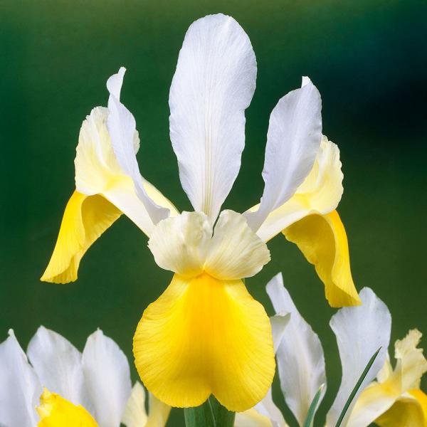 ●学名・英名：Iris Symphony●商品情報：特別な温度処理技術で初夏に咲くように開花調節をしたダッチアイリスの球根です。翌年以降は5-7月に開花します。植え付け後、暑すぎると開花率が下がるのでできるだけ涼しく管理してください。アヤメ...