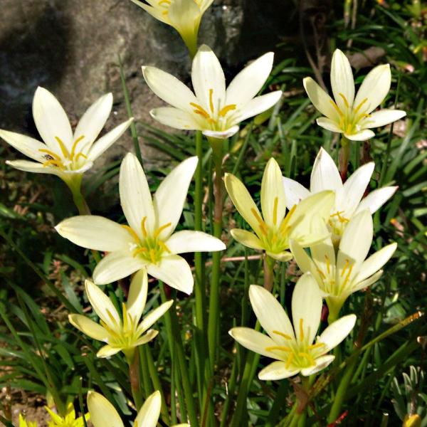 ●学名・英名：Zephyranthes Ajax●商品情報：淡いレモン色のゼフィランサス。自然に分球しどんどんふえるから、花壇の縁取りなどに最適です。夏〜秋にかけて次々と咲き続けます。ヒガンバナ科。原産地は中南米。●お届け状態：球根(開花見...