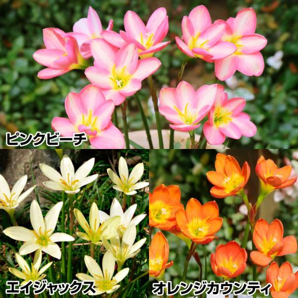 セット内容エイジャックス・ピンクビーチ・オレンジカウンティ / 各5球●学名・英名：Zephyranthes●商品情報：ゼフィランサスは自然に分球しどんどんふえるから、花壇の縁取りなどに最適です。夏〜秋にかけて次々と咲き続けます。ヒガンバナ...