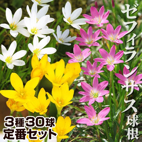 セット内容カンディダ ・シトリナ・ロゼア/各10球●学名・英名：Zephyranthes●商品情報：ゼフィランサスは自然に分球しどんどんふえるから、花壇の縁取りなどに最適です。夏〜秋にかけて次々と咲き続けます。ヒガンバナ科。原産地は中南米。...