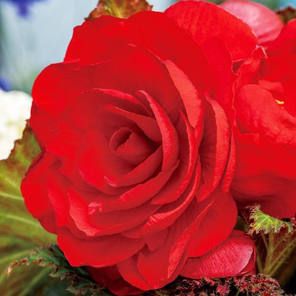 ●学名・英名：Begonia●商品情報：深紅のバラのように美しい八重咲球根ベゴニア。シュウカイドウ科●お届け状態：球根●開花期(約)：4-10月●草丈(約)：20-30cm●耐寒性：弱●日照：半日陰●栽培適地：鉢●注意事項：※商品画像は開花...