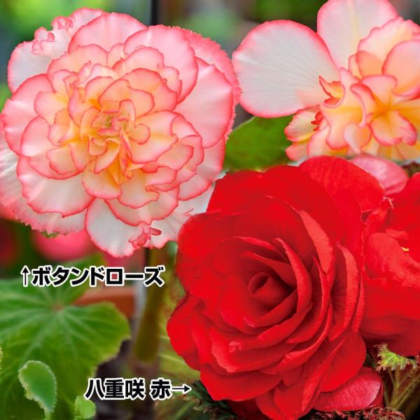 セット内容：ボタンドローズ・八重咲赤 / 各3球●学名・英名：Begonia●商品情報：深紅のバラのように美しい八重咲球根ベゴニア。シュウカイドウ科●お届け状態：球根●開花期(約)：4-10月●草丈(約)：20-30cm●耐寒性：弱●日照：...