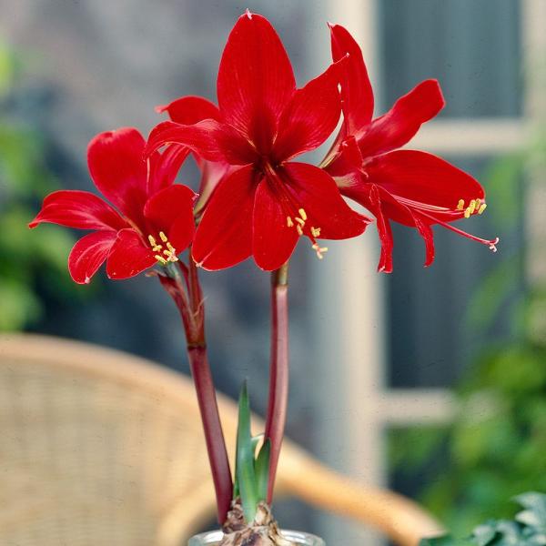 ●学名・英名：Hippeaskelia●商品情報：原種アマリリス(ヒッペアストラム)とスプレケリアの交配種! 真っ赤な花が印象的な大輪種。ヒガンバナ科●お届け状態：球根●開花期(約)：5-7月●草丈(約)：20-30cm●耐寒性：弱●日照：...