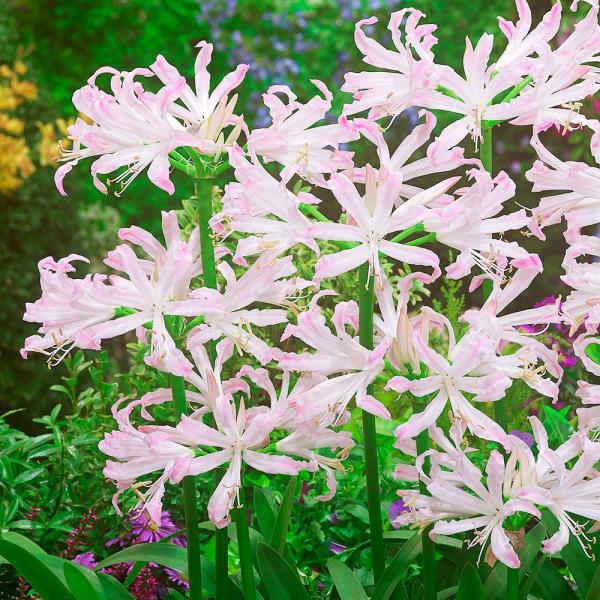 ●学名・英名：Nerine Bionic●商品情報：キラキラ輝く花弁が魅力的で、花もちの良さも抜群なので、切花に大人気!!花弁の先が色づく、美しい花色の品種です。別名「ダイヤモンドリリー」。ヒガンバナ科。●お届け状態：球根●開花期(約)：1...